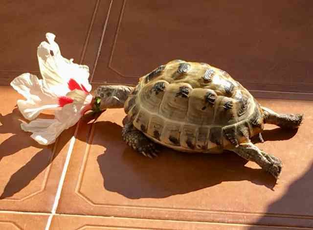 Wilma obviously enjoys eating Hibiscus flowers!